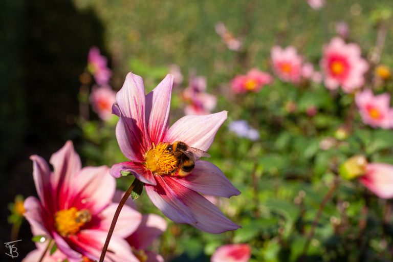 giverny-3