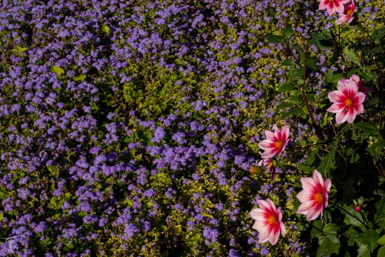 giverny-4