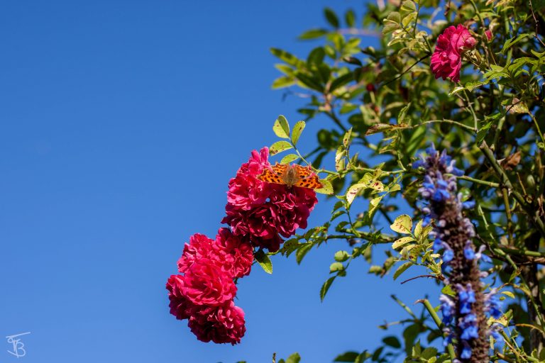 giverny-5