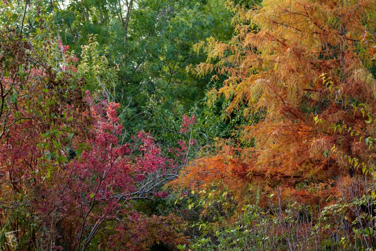 giverny-6