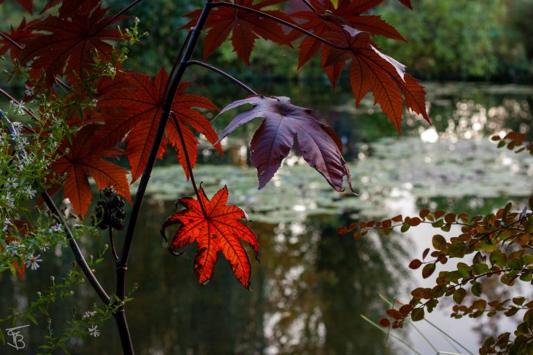 giverny-7