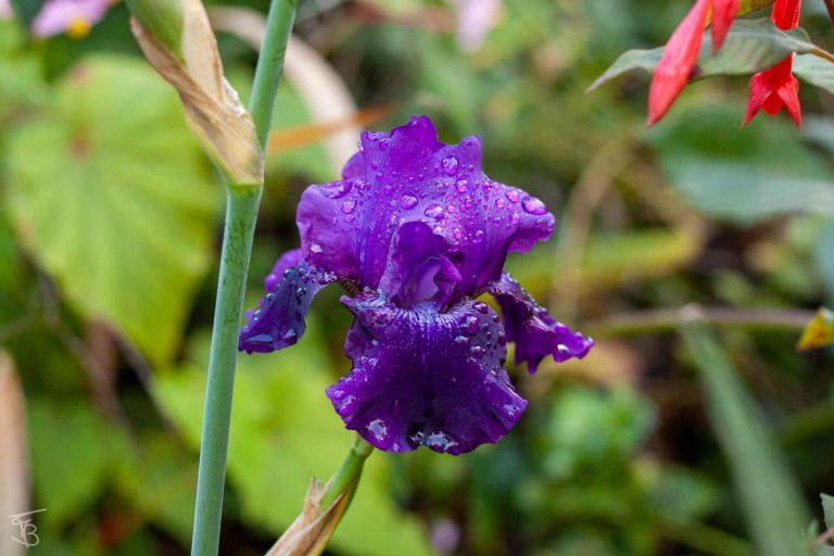giverny-8