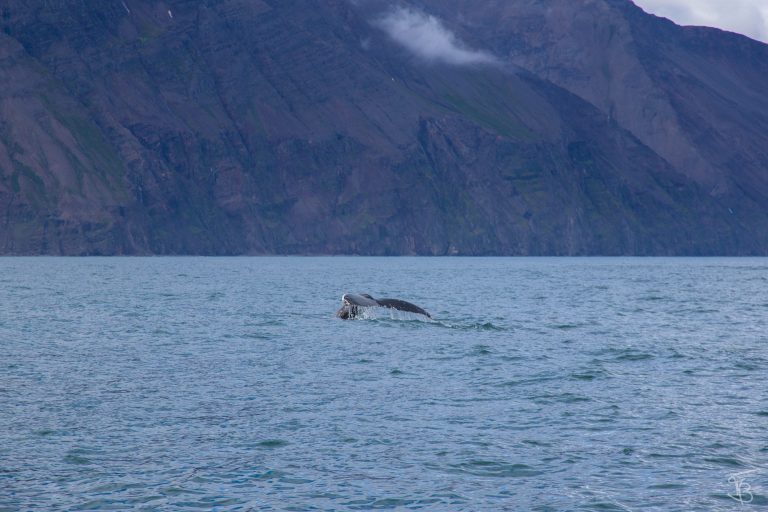 husavik-4