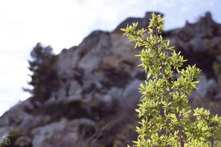 provence-5
